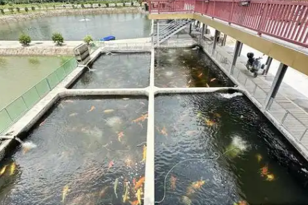 98年女碩士畢業(yè)返鄉創(chuàng)業(yè):管理230畝池塘,成為“養(yǎng)魚主理人”-專在家創(chuàng)業(yè)網